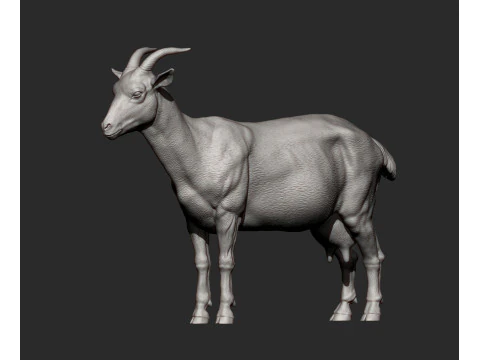 Goat 3D Print Model