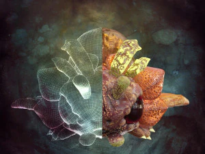 Fantasy-Kreatur-Design &ndash; Sunterpillar 3D Modell