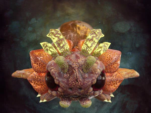Fantasy Creature Design - Sunterpillar 3D Model