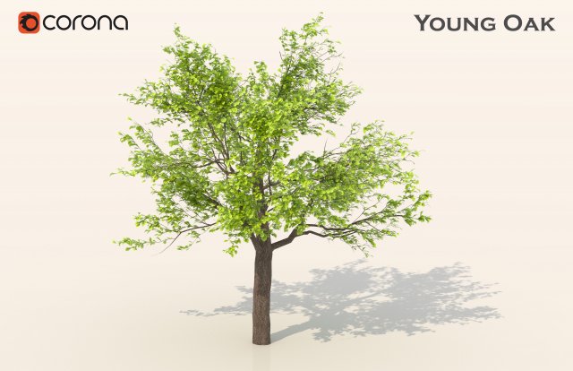 Young oak tree Model 3D .c4d .max .obj .3ds .fbx .stl .blend