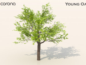 Young oak tree Modelo 3D