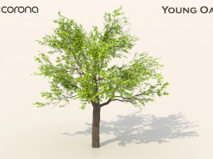 Young oak tree 3D Model
