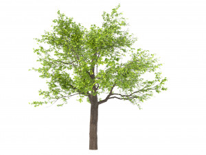 Young oak tree Model 3D