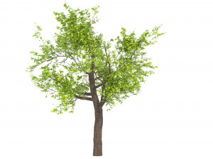 Young oak tree Model 3D