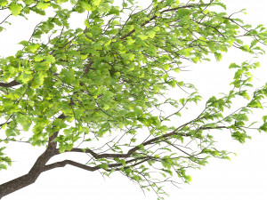 Young oak tree Model 3D