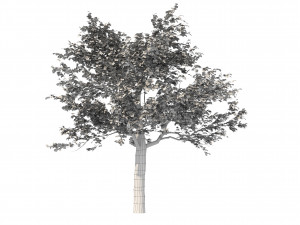 Young oak tree Model 3D