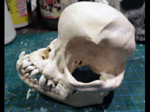 pug skull 3D Print Model