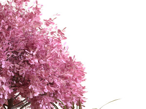 plants tree set 028 Modello 3D