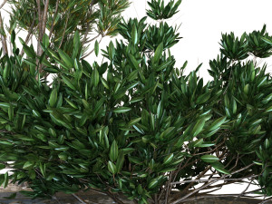 plants box set 09 Modelo 3D