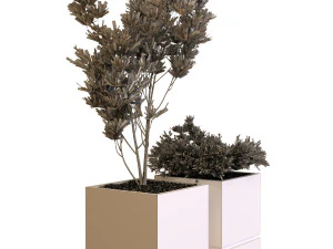plants box set 09 3D Model