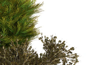 plants box set 10 3D Model