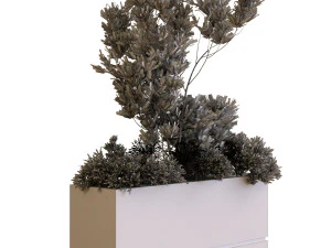 plants box set 10 3D Model