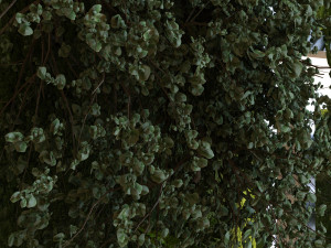 green wall set 039 3D Model