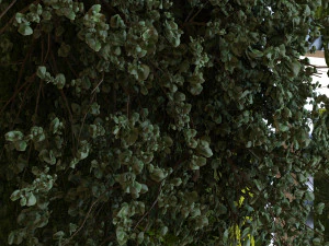 green wall set 039 3D Model