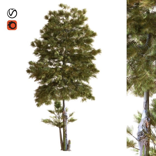 tree 035 Model 3D .c4d .max .obj .3ds .fbx .stl .blend 