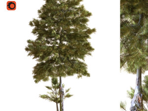 tree 035 3D Model