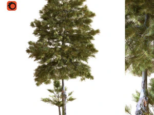 &aacute;rvore 035 Modelo 3D