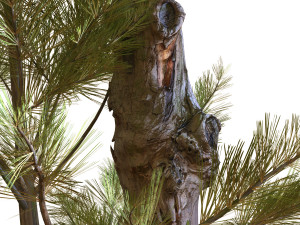 tree 035 Model 3D