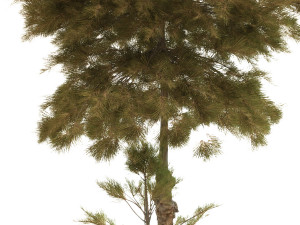 tree 035 Model 3D