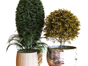 plant in box set 038 Modelo 3D
