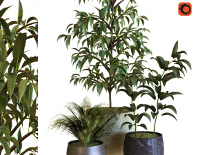 plant in box set 040 3D मॉडल