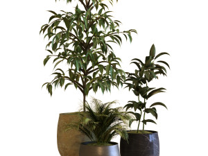 plant in box set 040 Modello 3D