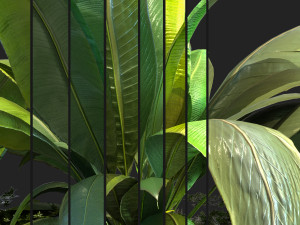 12 texture of banana leaf Texturas CG