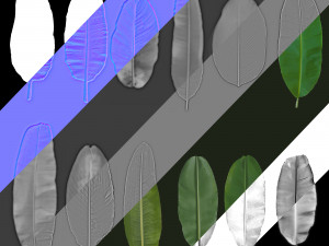 12 texture of banana leaf Texturas CG