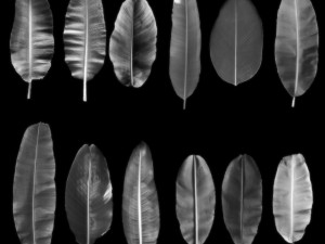 12 texture of banana leaf Texturas CG