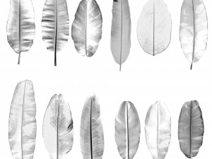 12 texture of banana leaf Texturas CG