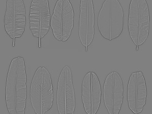 12 texture of banana leaf Texturas CG