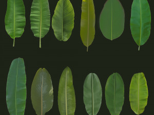 12 texture of banana leaf Texturas CG