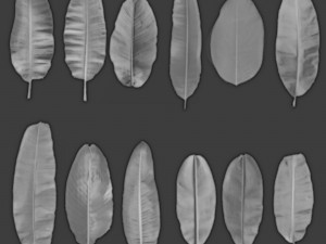 12 texture of banana leaf Texturas CG