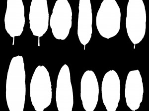12 texture of banana leaf Texturas CG