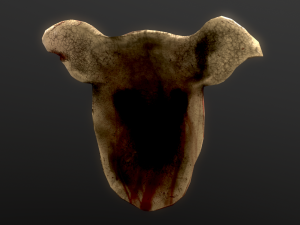 pigs head mask Modelo 3D