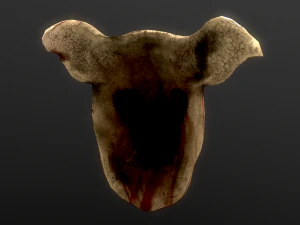 pigs head mask 3D Model
