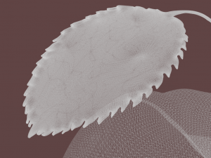 Green apple 3Dモデル