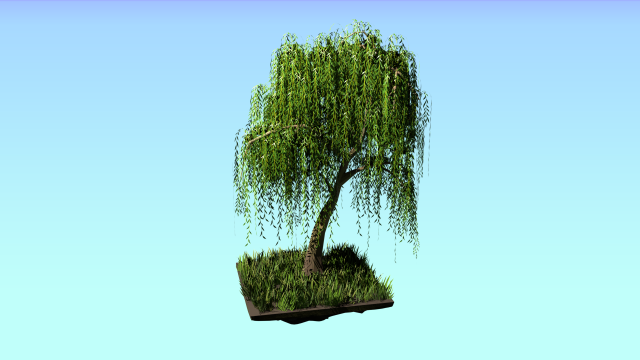 willow tree 3D 模型 .c4d .max .obj .3ds .fbx .stl .blend 