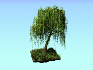 willow tree 3Dモデル
