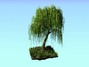 버드나무 3D 모델