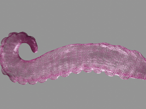 Glass Tentacle Sextoy 3D Model