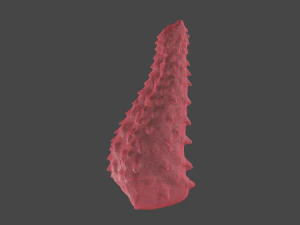 Spiked Monster Sextoy 3D Model