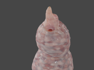 Fantasy Tentacle Sextoy Model 3D