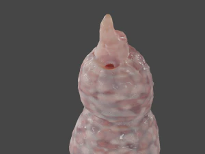 Fantasy Tentacle Sextoy 3D Model