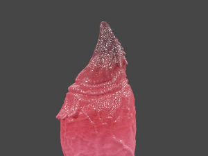 Monster Wolf Penis Sextoy 3D Model