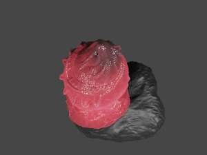 Monster Wolf Penis Sextoy 3D Model