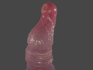 Realistic Rigged Dragon Penis Sextoy Sirizian 3Dモデル