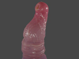 Realistic Rigged Dragon Penis Sextoy Sirizian 3D Model
