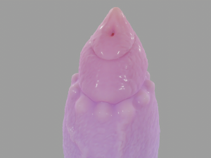 Cottoncandy Wolf Furry Fantasy Sextoy 3D Model