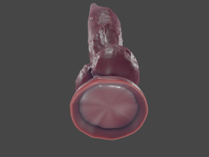Dog Penis Furry Sextoy 3D Model